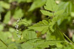 Sweet cicely <BR>Anise-root <BR>longstyle sweetroot